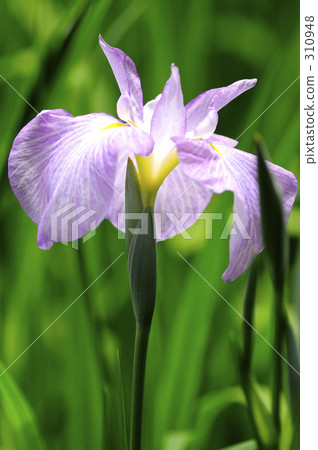 Shining in the light 310948