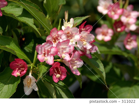 博克斯爾夫 311022