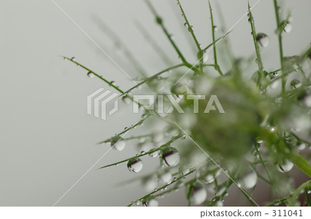 Buds and water droplets Buds and water droplets 311041