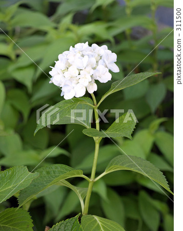 Hydrangea in the garden Hydrangea in the garden 311500