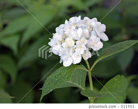 Hydrangea in the rain Hydrangea in the rain 311501
