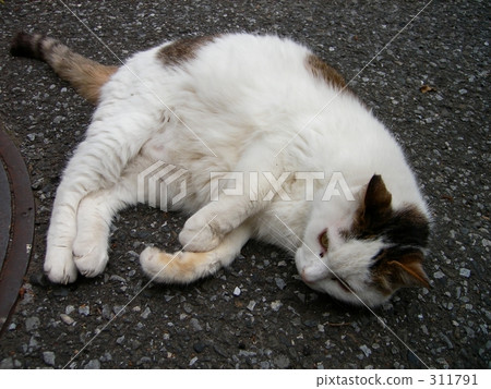 Nostalgic cat 02 Nostalgic cat 02 311791