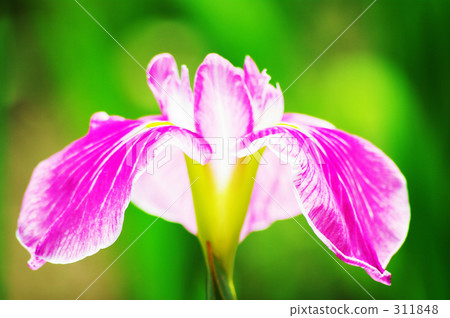 哈娜莎華 311848