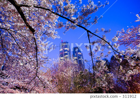 新宿中央公園的傍晚櫻花盛開 311912