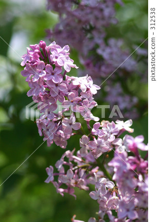 Lilac 6 312538