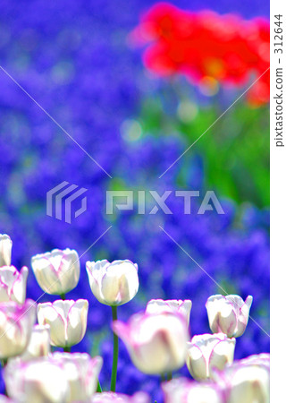 鬱金香6 鬱金香6 312644