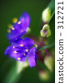 Shindered purple grass 312721