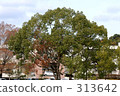 樹木 樹 木頭 313642