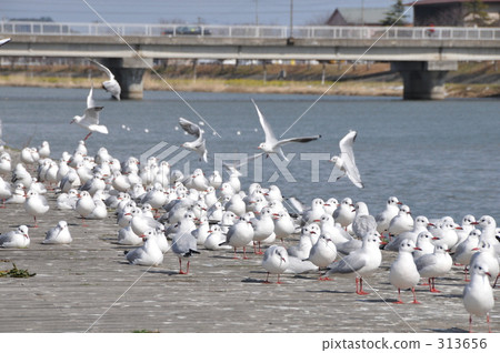 bird, birds, fowls 313656
