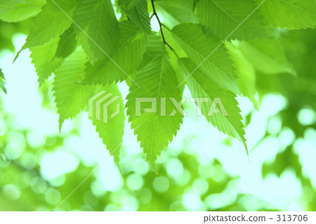 Green light Green light 313706