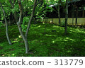 苔蘚花園 313779