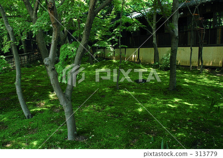 Moss garden 313779