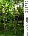 苔蘚花園 313782