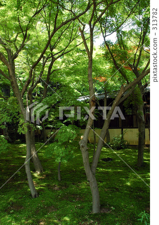 苔蘚花園 313782