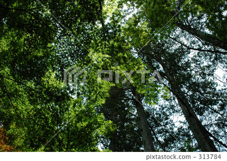 Momiji in the summer Momiji in the summer 313784