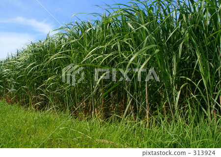 夏天的形象 313924