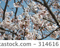 櫻花 櫻 賞櫻 314616