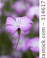 wheat nadeshiko, purple, flower garden 314617