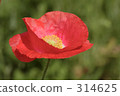 saitama prefecture, Red Flower, poppy 314625