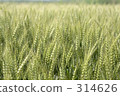 wheat field, wheatfield, saitama prefecture 314626