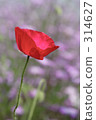 purple, poppy, red 314627