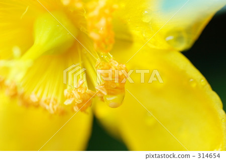 Golden thread plum _ 001 Golden thread plum _ 001 314654