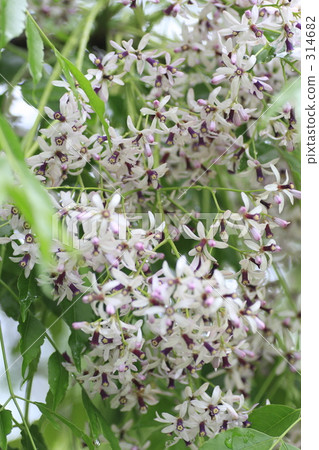 緞木 緞木 314682