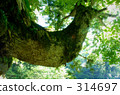 大樹 樹木 樹 314697