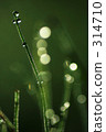Green at dawn 314710