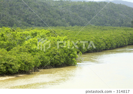 mangrove 314817