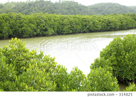 mangrove mangrove 314825