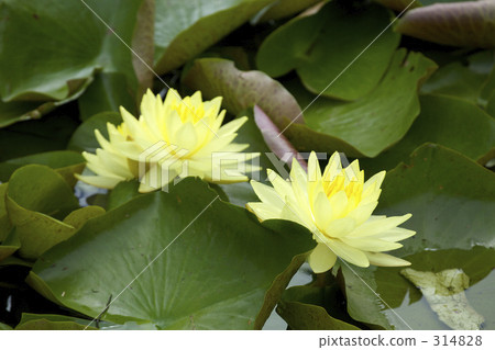 熱帶睡蓮 熱帶睡蓮 314828