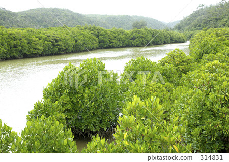 mangrove mangrove 314831