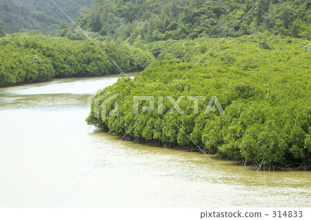 mangrove mangrove 314833