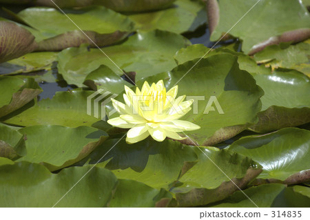熱帶睡蓮 熱帶睡蓮 314835