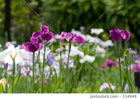 Hanori虹膜花園01 314849