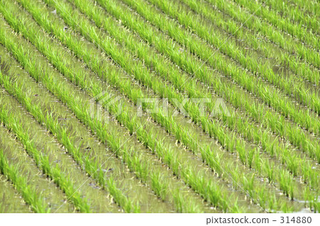 Paddy field Paddy field 314880