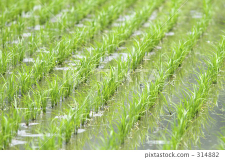 稻田 稻田 314882