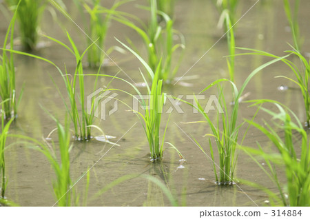 稻田 稻田 314884