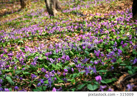 dogtooth violet flower, dogtooth violet, bloom 315009