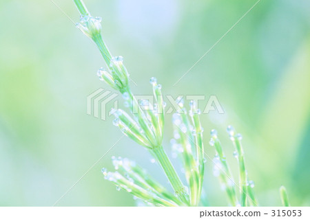 Morning water drops Morning water drops 315053