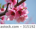  桃花 315192