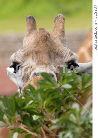 Giraffe Giraffe 315237