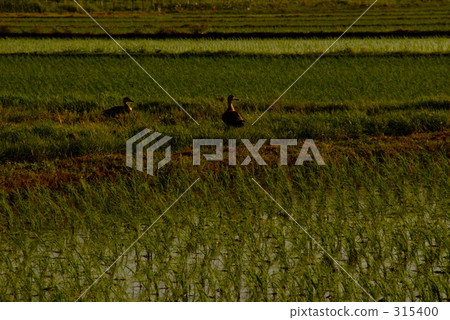 Caterpillar farming method Caterpillar farming method 315400