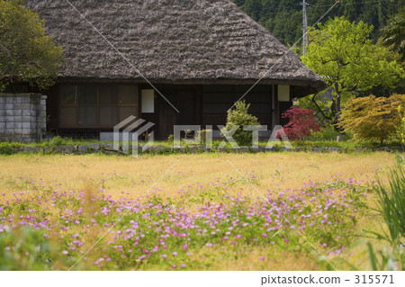 櫻花觀賞者的春天 315571