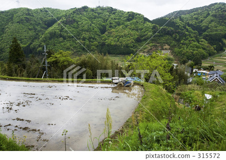 大和的稻田 315572