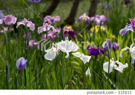 Hanaori鳶尾花園07 Hanaori鳶尾花園07 315813