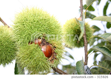 Chestnut Chestnut 315926