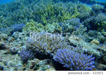 遊覽 旅遊業 觀光 315971