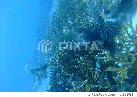 遊覽 旅遊業 觀光 315981